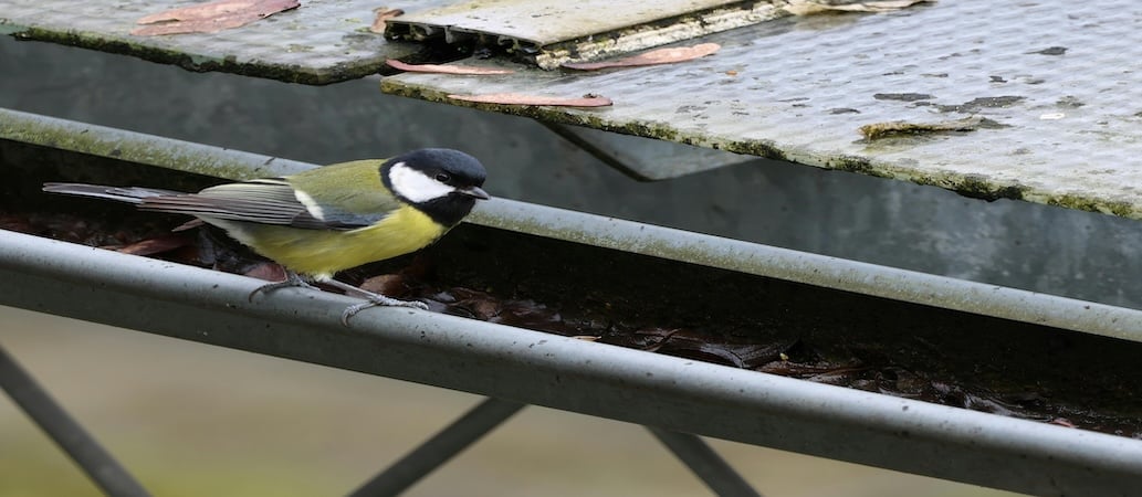 How Often Do Gutters Need to be Cleaned?